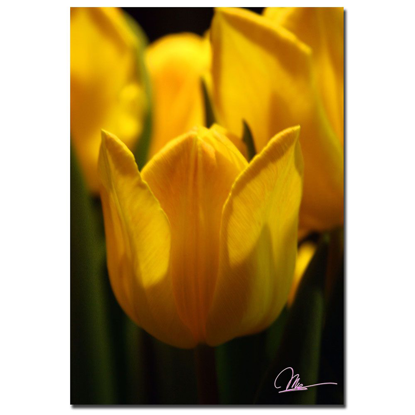 Trademark Global Martha Guerra 'Tulip Blooms' 22" x 32" Canvas Art