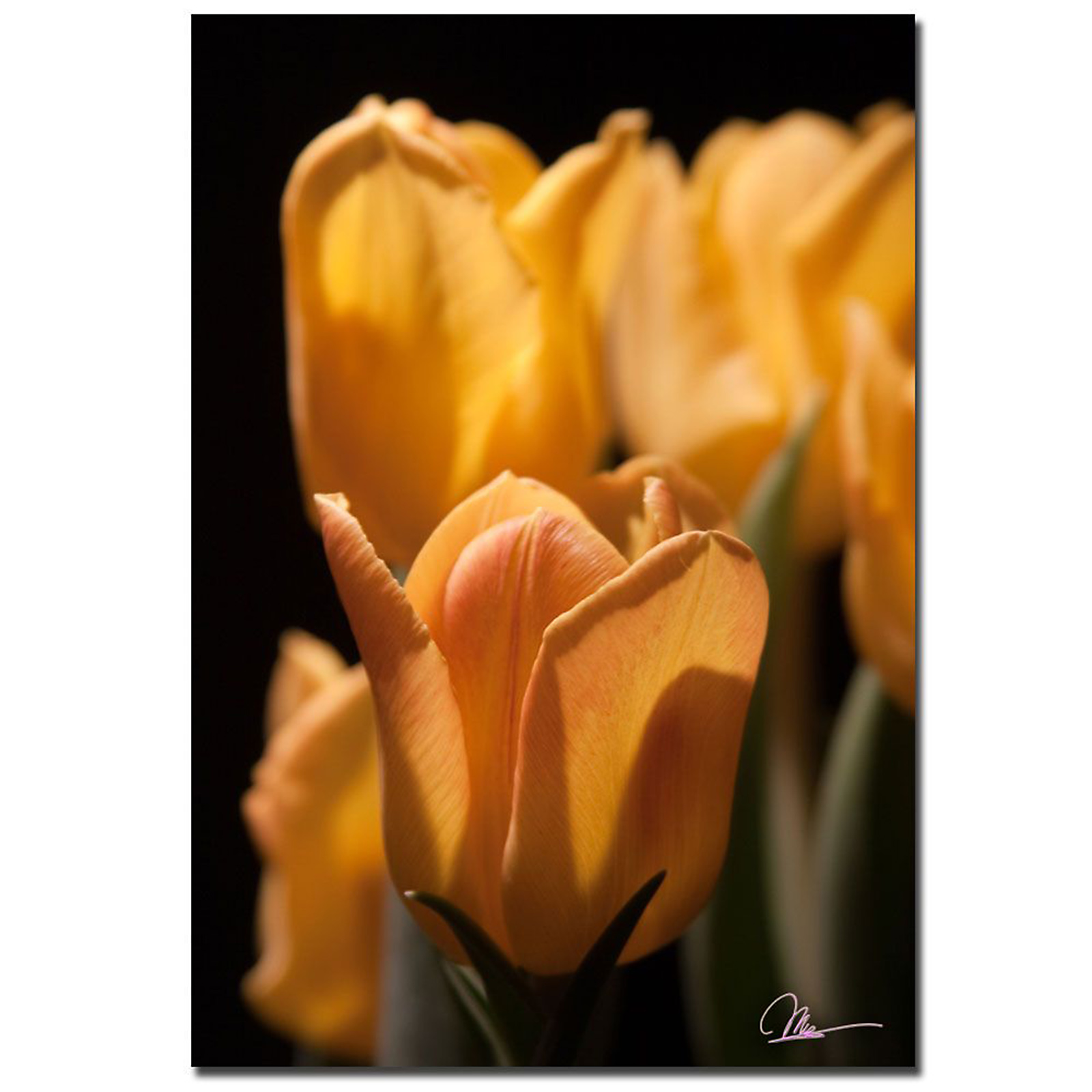 Trademark Global Martha Guerra 'Tulip Blooms III' 22" x 32" Canvas Art