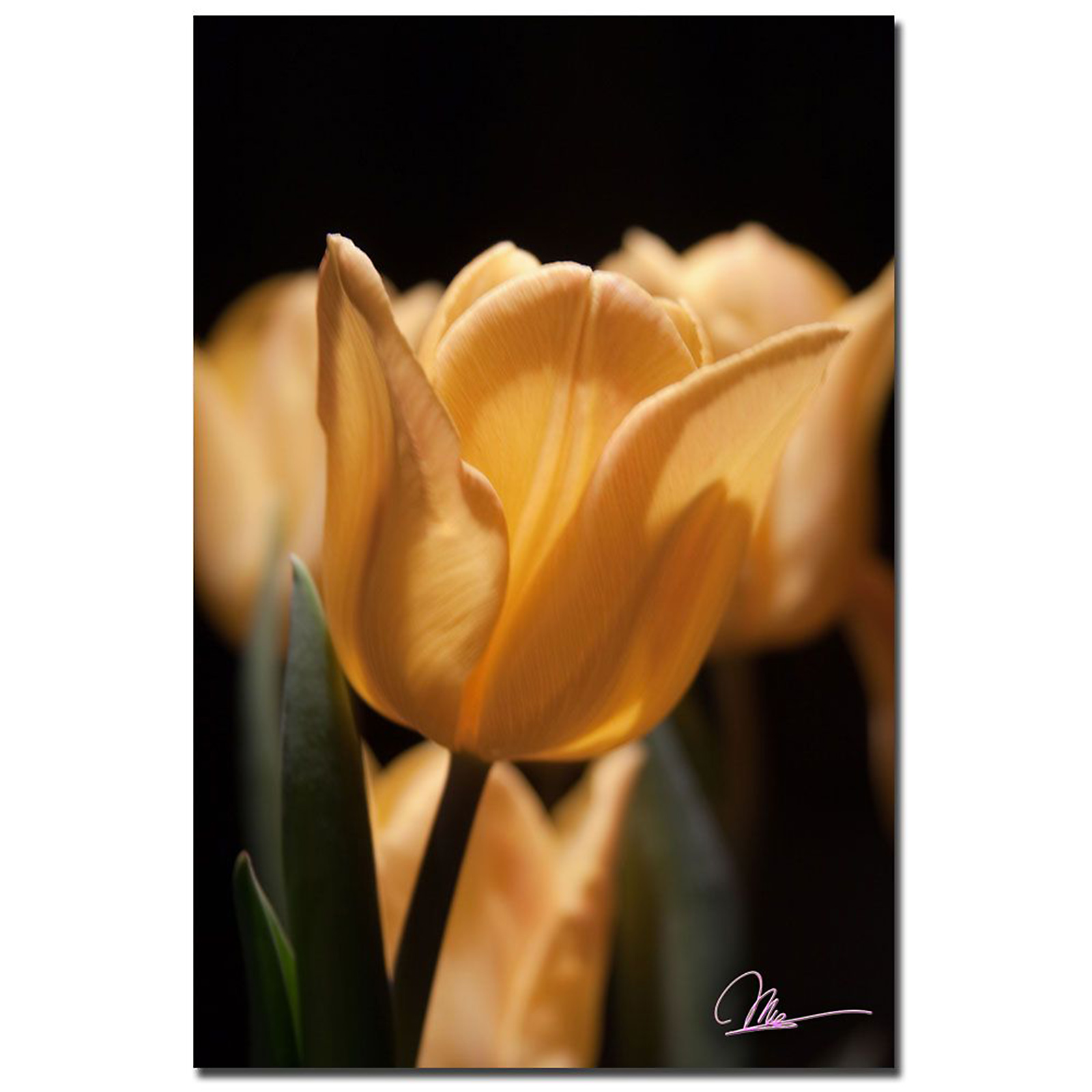 Trademark Global Martha Guerra 'Tulip Blooms VII' 16" x 24" Canvas Art