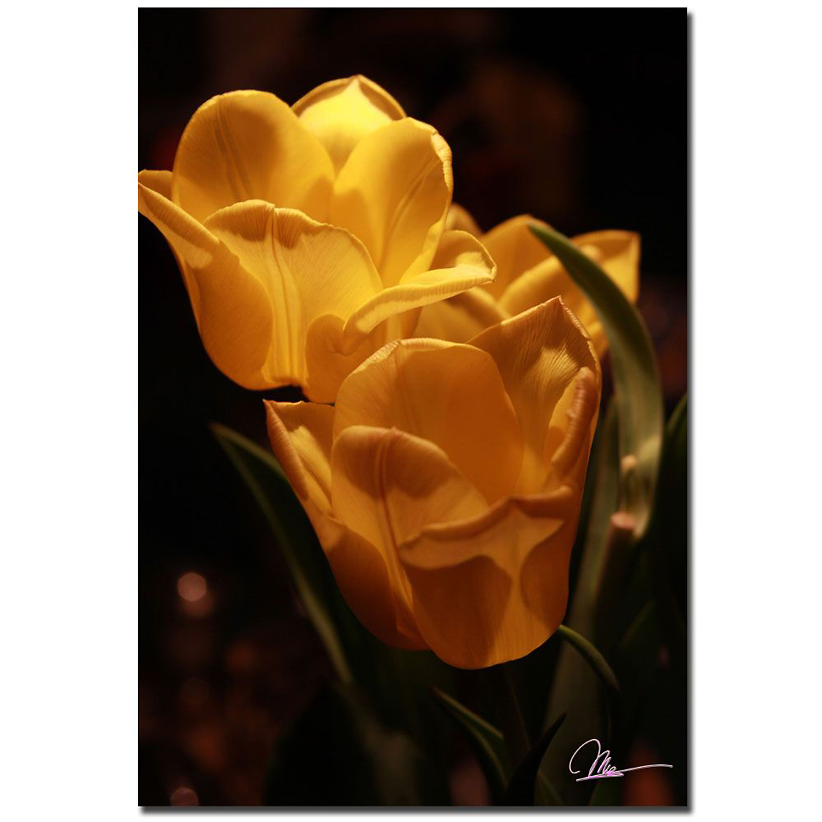 Trademark Global Martha Guerra 'Two Yellow Tulips' 22" x 32" Canvas Art