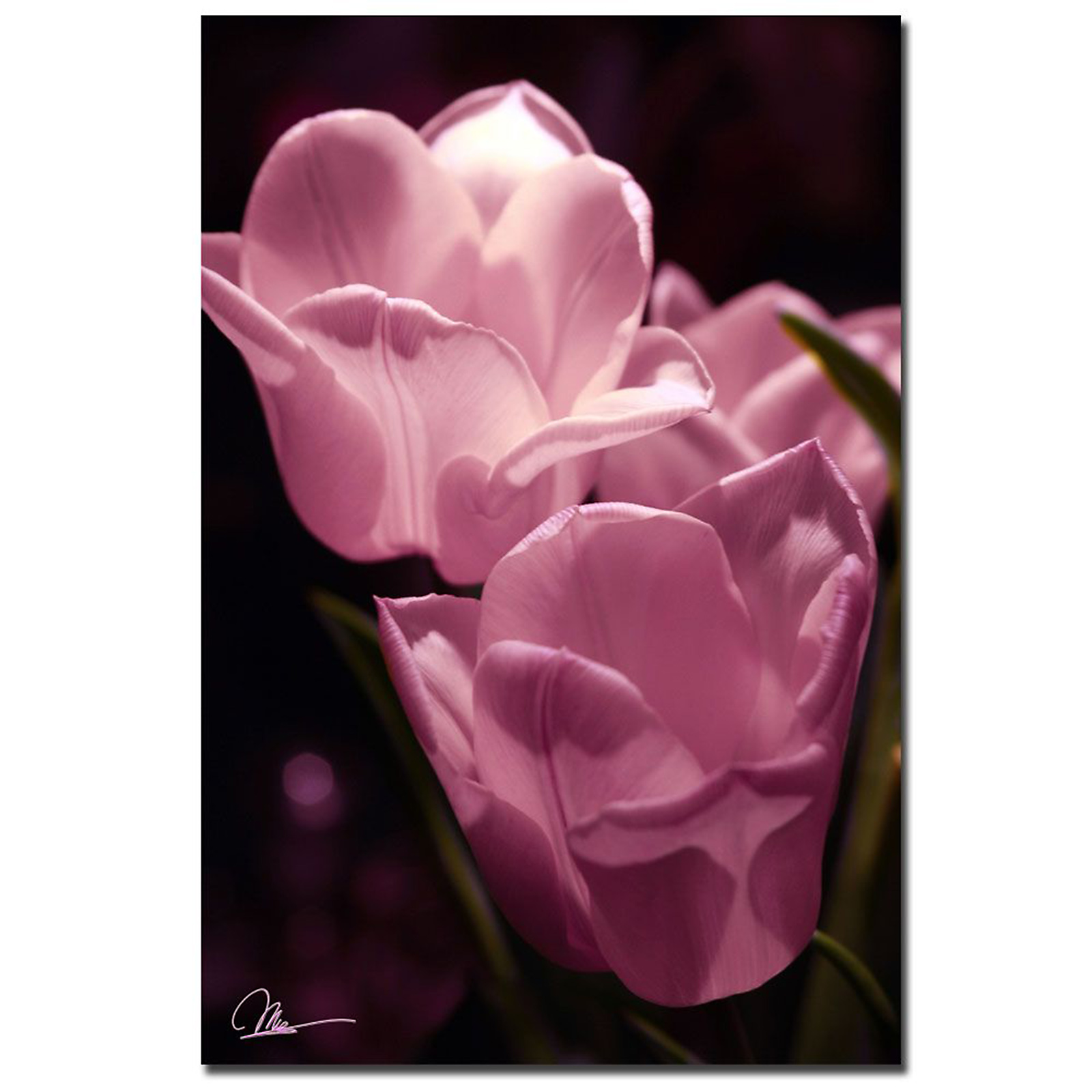 Trademark Global Martha Guerra 'Three Pink Tulips' 16" x 24" Canvas Art