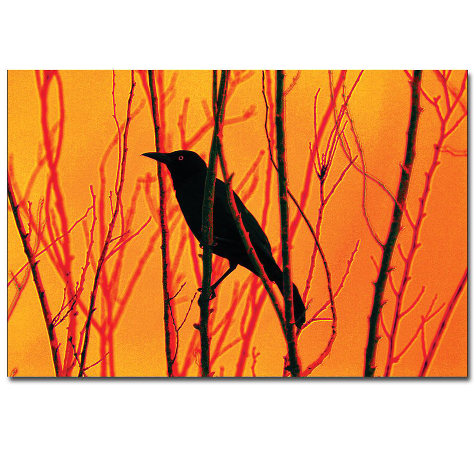 Trademark Global 14x19 inches "Blackbird Dreams" by Patty Tuggle