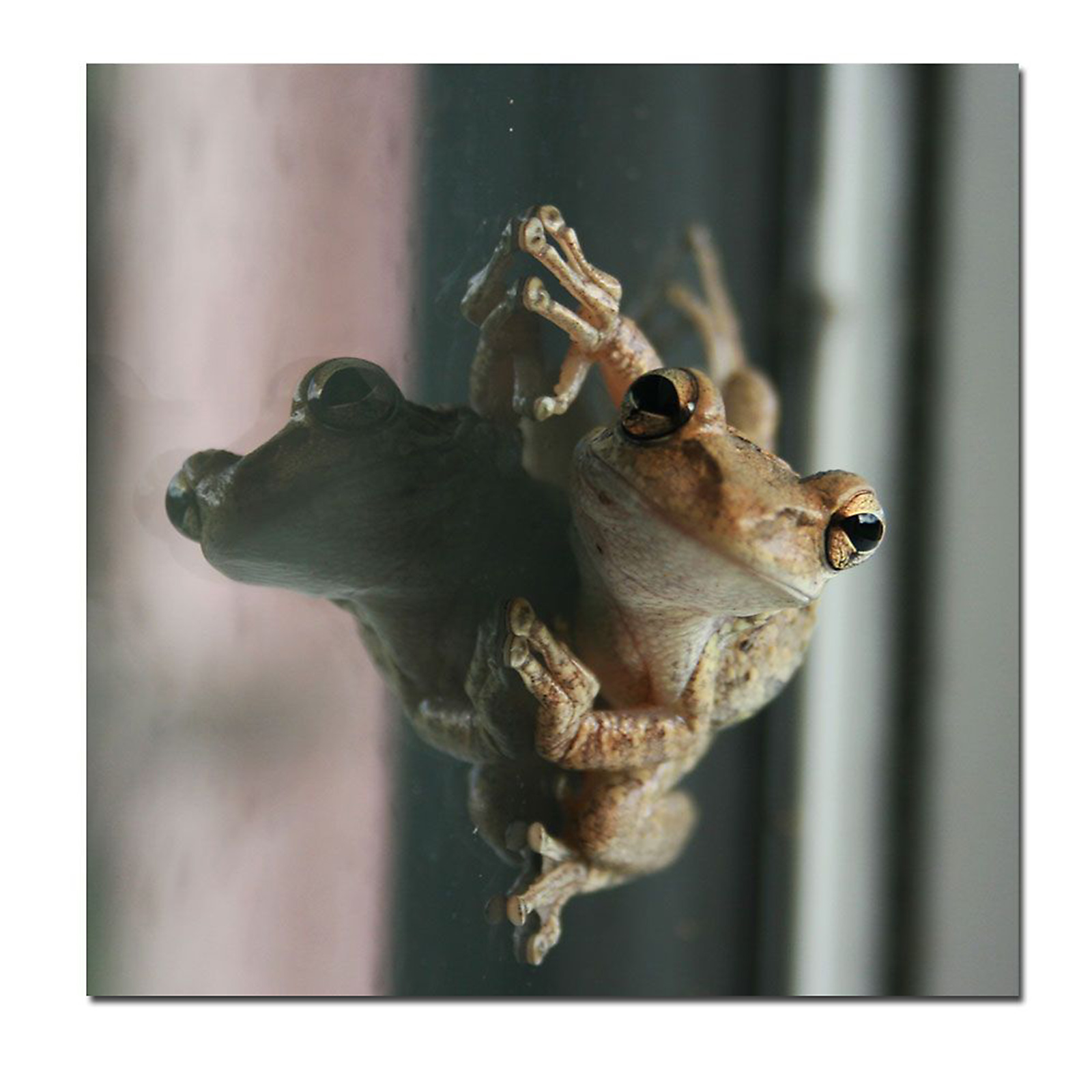 Trademark Global 24x24 inches "Cute Frog" by Patty Tuggle