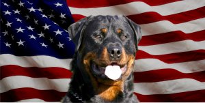License Plates Online Rottweiler Dog On United States Flag Photo License Plate