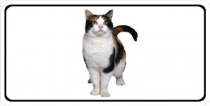 License Plates Online Calico Cat Photo License Plate