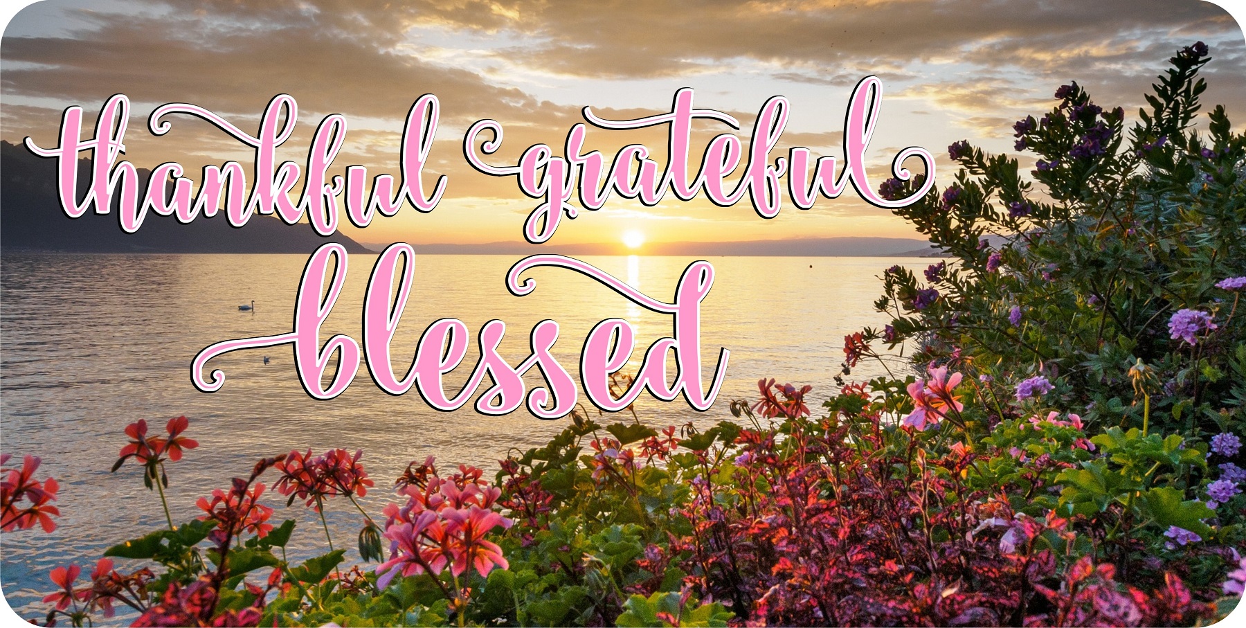 License Plates Online Thankful Grateful Blessed Pink Letters Photo License Plate