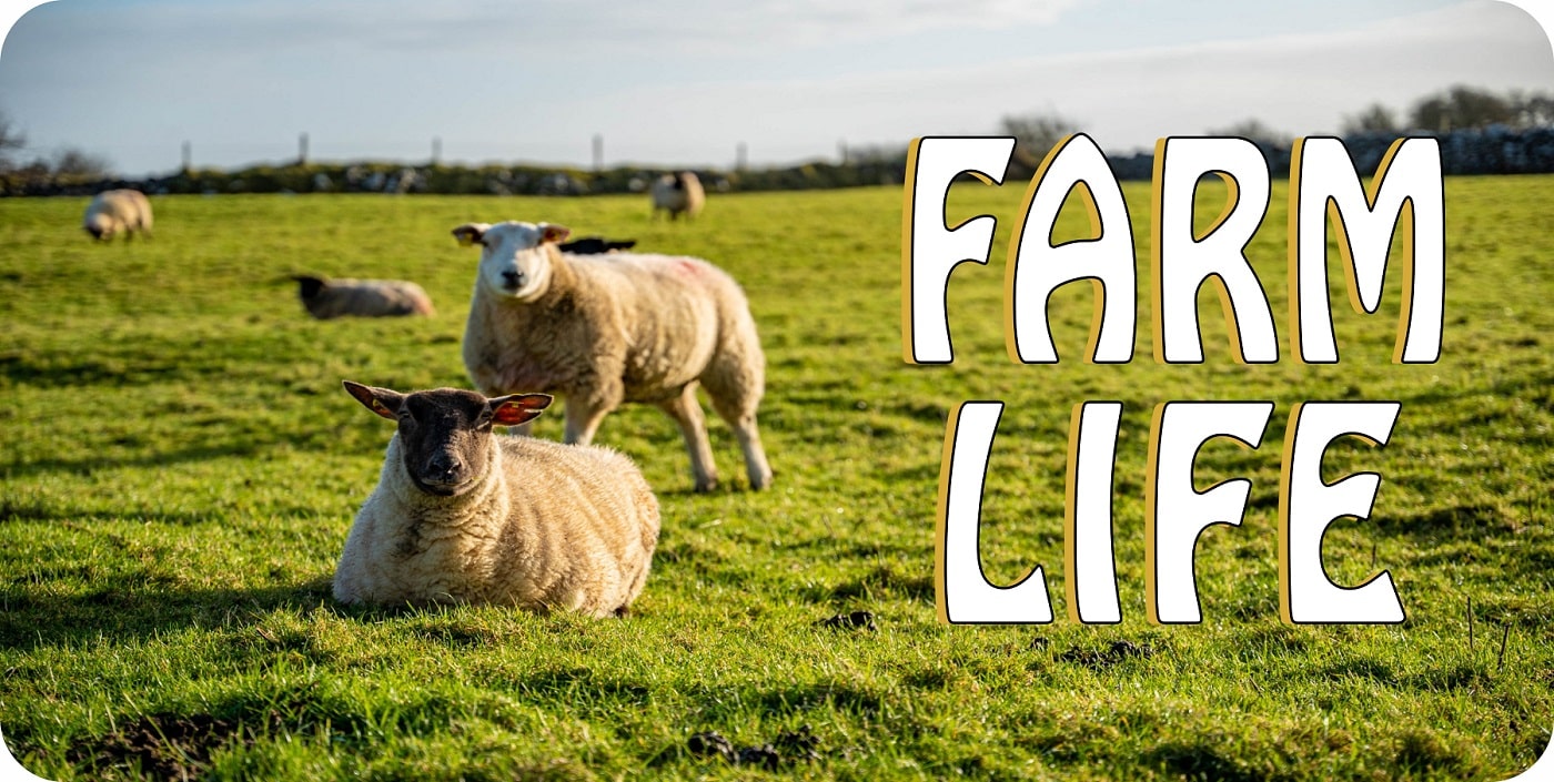 License Plates Online Farm Life With Sheep Photo License Plate