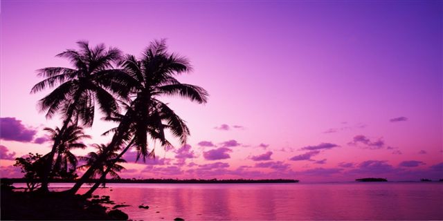 License Plates Online Purple Palm Tree Beach Scene Photo License Plate  Free Personalization on this Plate