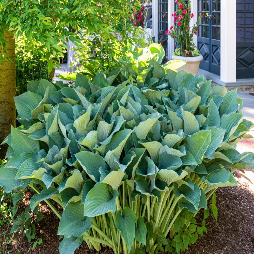 Touch Of ECO Giant Hosta Mixed Plants - 3 Bare Roots- Giant Blue-Green and Yellow-Green Leaves Perfect for Landscaping Garden
