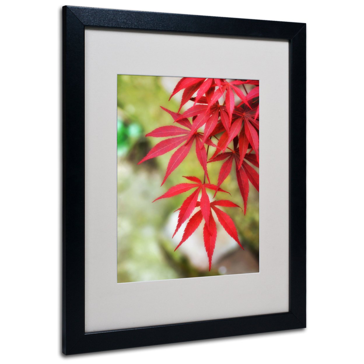Trademark Global Philippe Sainte-Laudy Japanese Maple Black Wooden Framed Art 18 x 22 Inches