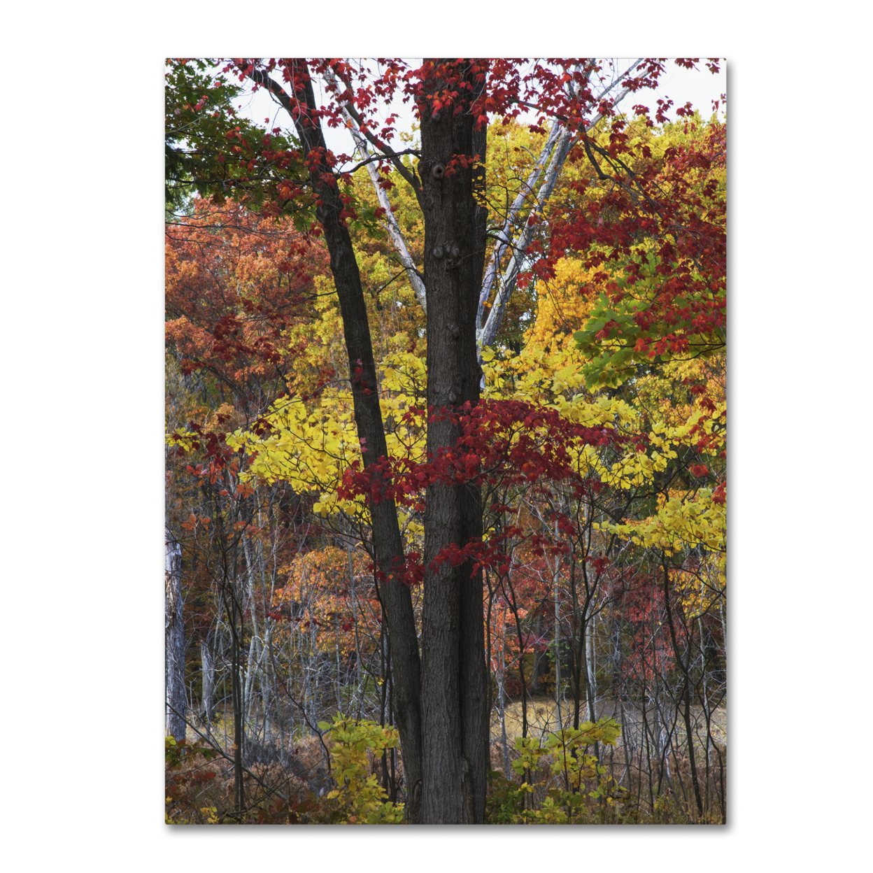 Trademark Global Kurt Shaffer Incredible Shades of Autumn Canvas Art 18 x 24