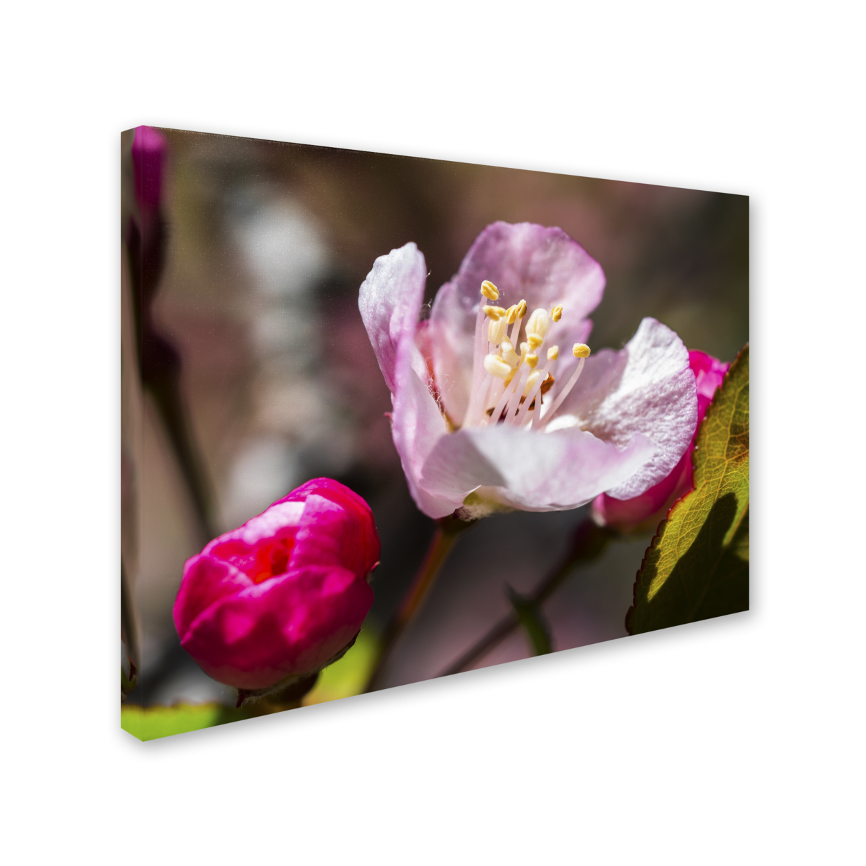 Trademark Global Kurt Shaffer Spring Pink Blossom Canvas Art