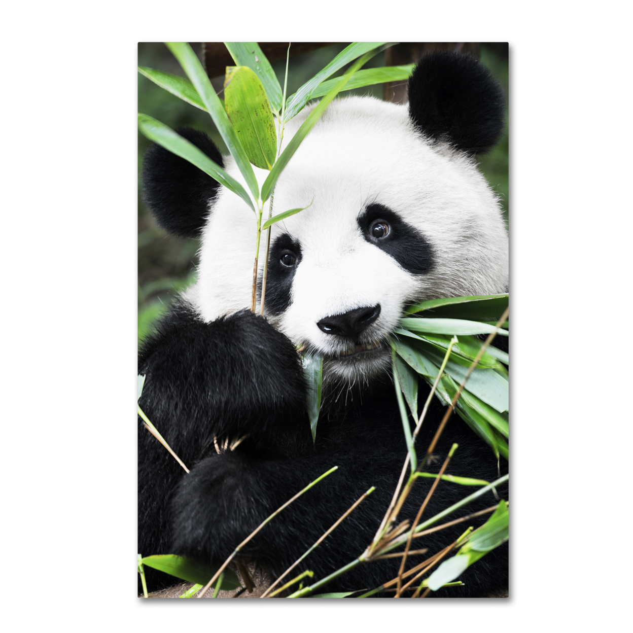 Trademark Global Philippe Hugonnard Giant Panda I Canvas Art 16 x 24