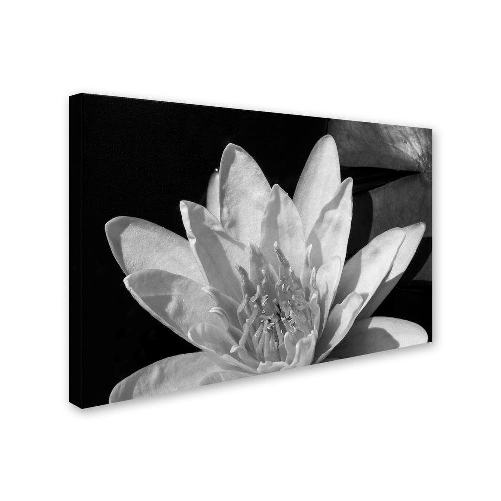 Trademark Global Kurt Shaffer Water Lily in Black and White Canvas Art 16 x 24