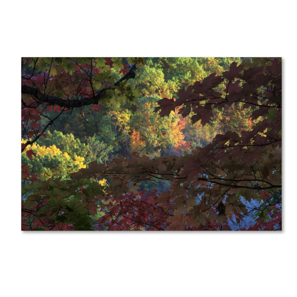 Trademark Global Kurt Shaffer Multi Colored Maples Canvas Art 16 x 24