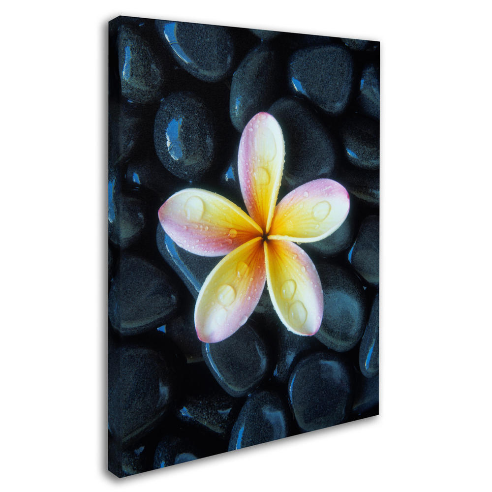 Trademark Global David Evans Plumeria and Pebbles 3 Canvas Wall Art 35 x 47 Inches
