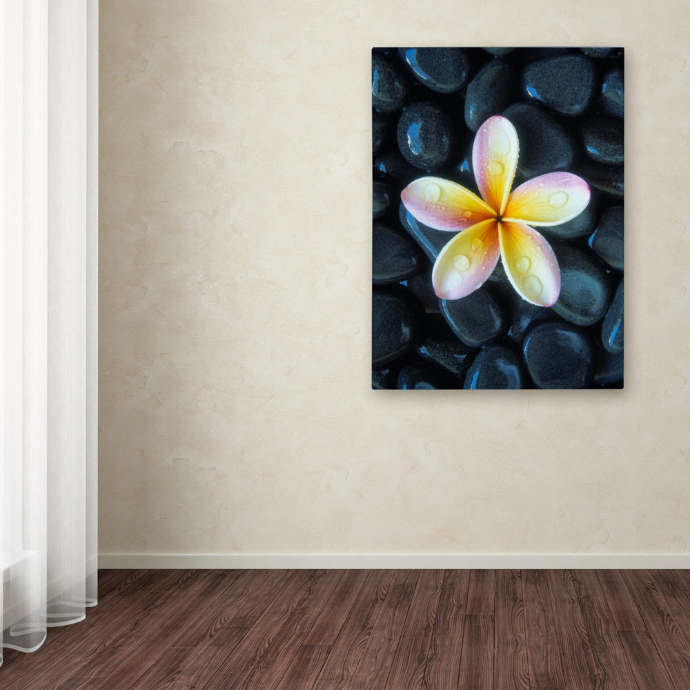 Trademark Global David Evans Plumeria and Pebbles 3 Canvas Wall Art 35 x 47 Inches