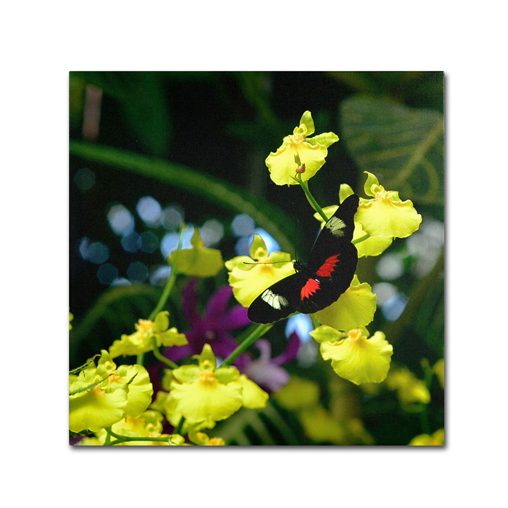 Trademark Global Kurt Shaffer Doris Longwing Butterfly on Orchid Canvas Wall Art 14 x 14