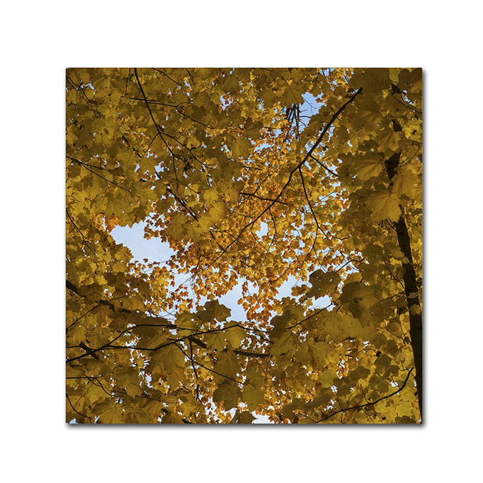 Trademark Global Kurt Shaffer Golden Canopy of Autumn Canvas Wall Art 14 x 14