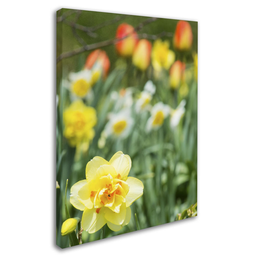 Trademark Global Kurt Shaffer Double Headed Daffodil 14 x 19 Canvas Art