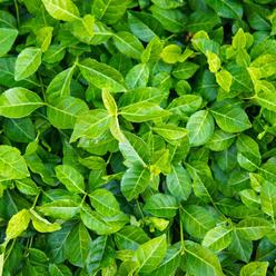 Greenwood Nurserylive Ground-Cover Plants - Purple Wintercreeper + Euonymus Fortunei Coloratus - Qty: 200 Bare Roots] - (Click F