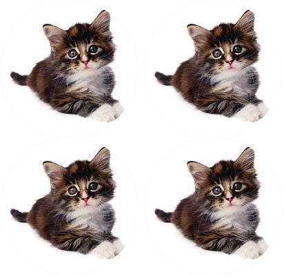 MYDply Kitten Rubber Round Coaster set (4 pack) Great Gift Idea