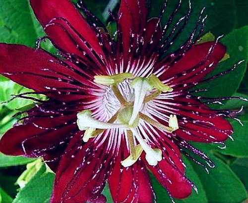 Emerald Goddess Gardens Lady Margaret Red Burgundy Passion Flower Vine Fragrant Live Plant Passiflora coccinea x incarnata Starter Size 4 Inch Pot
