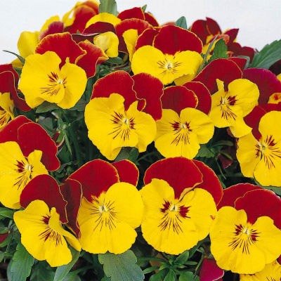 Outsidepride Pansy Faces Red Bicolor - 50 Seeds