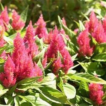 Outsidepride Celosia Pink - 1000 Seeds