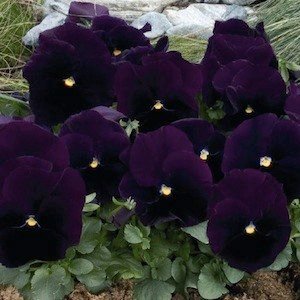 Outsidepride Pansy Inspire Purple - 50 Seeds