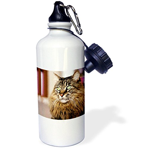3dRose wb_305_1 Maine Coon Sports Water Bottle, 21 oz, White