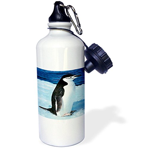 3dRose wb_585_1 Bald Eagle Sports Water Bottle, 21 oz, White