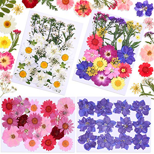 BBTO 98 Pieces DIY Dried Flowers Set Real Natural Dried Daisy