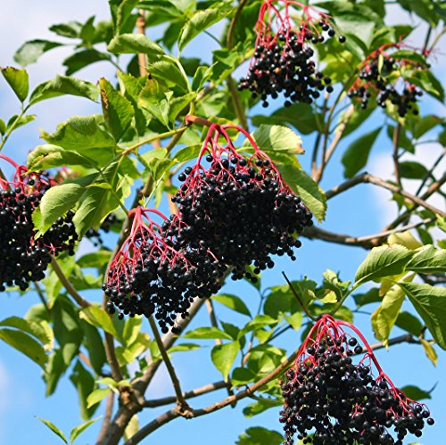 Earthcare Seeds American Black Elderberry 50 Seeds (Sambucus Canadensis) No GMO, Heirloom