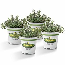 Bonnie Plants German Thyme Live Herb Plants - 4 Pack, Perennial in Zones 5 To 9, in Bouquet Garni; Aromatic Dishes