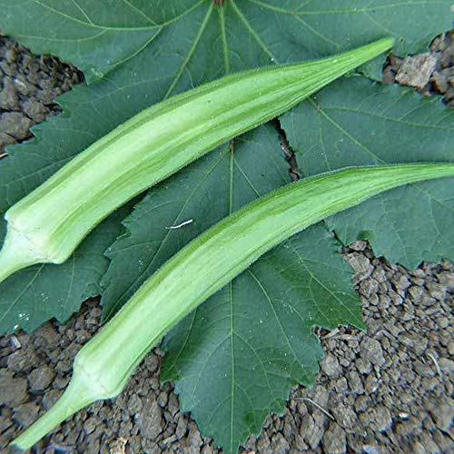 Sustainable Seed Company Cow's Horn Okra Seeds - 2 g ~35 Seeds - Heirloom, Open Pollinated, Non-GMO, Farm & Vegetable Gardening Seeds