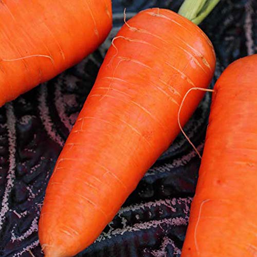 Sustainable Seed Company Organic Red Cored Chantenay Carrot Seed - 1 LB ~291,200 Seeds - Non-GMO, Open Pollinated, Heirloom, Vegetable Gardening Seeds