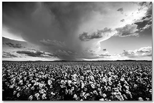 Southern Plains Photography Country Wall Art Photography Print - Black and White Picture of Storm Brewing Over Cotton Field in Oklahoma - Unframed Farm