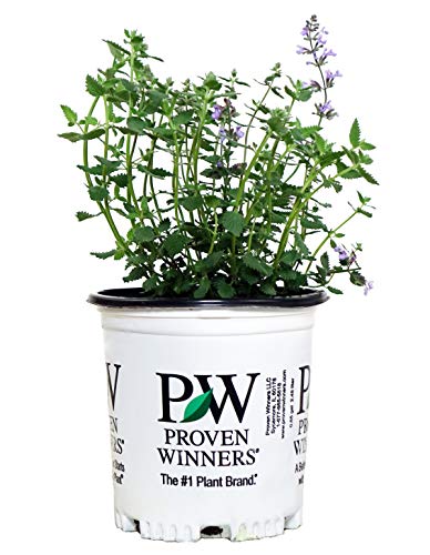 Green Promise Farms Proven Winners - Nepeta faassenii 'Cat's Meow' (Catmint) Perennial, blue flowers, 1 - Size Container