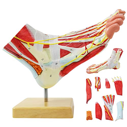 Generies Natural Large Foot Anatomical Model 9 Parts with 81 Digital Signs and Corresponding Text Descriptions,Icluding