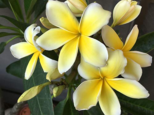 Kanoa Hawaii Hawaiian Yellow Plumeria Plant Cutting ~ Grow Hawaii