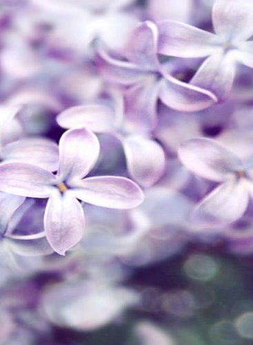 MAGNETS N MORE Rectangle Refrigerator Magnet - Closeup Lilac Flower Bunch Garden