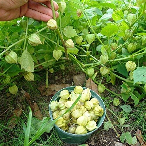 Frozen Seed Capsules Ground Cherry Seeds (Physalis pruinosa) 50+ Heirloom Seeds in FROZEN SEED CAPSULES for The Gardener & Rare Seeds Collector -