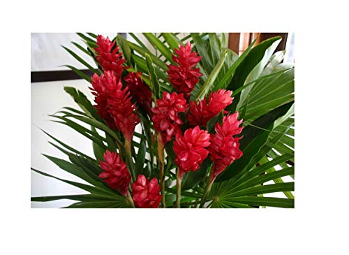 GOWA Hawaiian RED (Awapuhi`Ula`Ula) Ginger Plant Root---Comes from a PEST-FREE certified Hawaiian nursery and with the proper U.S.