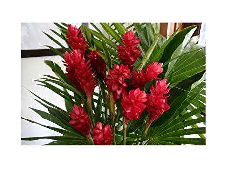 Kanoa Hawaii Hawaiian Red Ginger Plant Root ~ Grow Hawaii