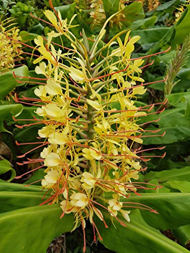 Discount Hawaiian Gifts 1 Pack Hawaiian Kahili Ginger Plant Root Hedychium Gardnerianum Ginger Root 2 to 4 inches
