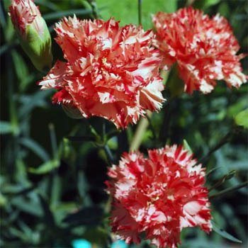 Outsidepride Carnation Chabaud Avranchin - 1000 Seeds