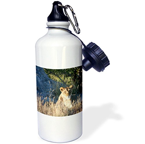 3dRose wb_26827_1 Young Female Lion Searching for Food Sports Water Bottle, 21 oz, White