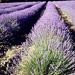 seed kingdom Lavender Common English Nice Garden Flower 200 Seeds by Seed Kingdom