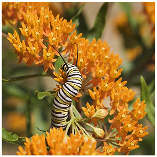 Earthcare Seeds Butterfly Milkweed 50 Certified Pure Live Seed, True Native Seed - (Asclepias tuberosa) Heirloom - Non GMO
